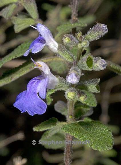 salvia melissodora 1 graphic